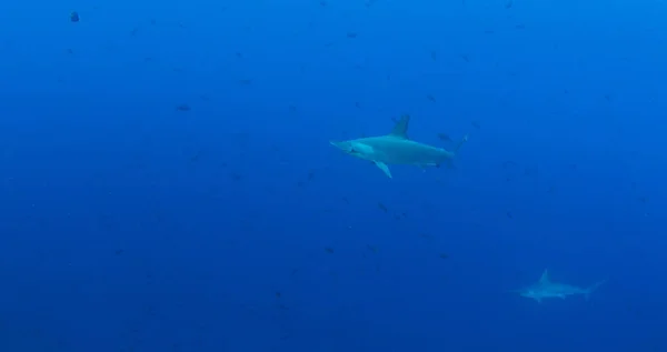 Hammerhead Shark at Cocos Island, Costa Rica — Stock Photo, Image