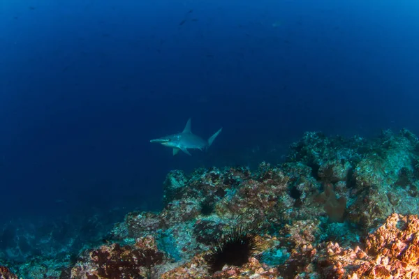 Hammerhead Shark at Cocos Island, Costa Rica — Stock Photo, Image