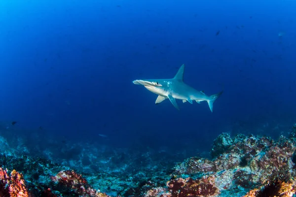 コスタリカのココス島にあるハンマーヘッドシャーク — ストック写真