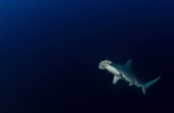 Tubarão-martelo na ilha de Cocos, Costa Rica — Fotografia de Stock