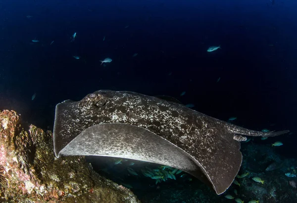 Stingray en la isla de Cocos — Foto de Stock