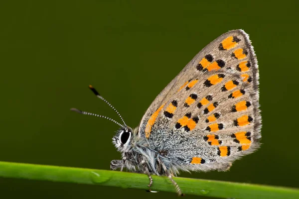 Doğada kelebek — Stok fotoğraf