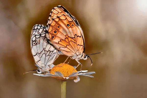 Borboleta na natureza — Fotografia de Stock