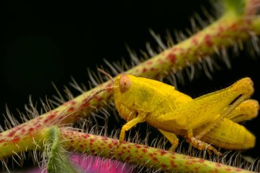 Çekirge makro yeşil doğa