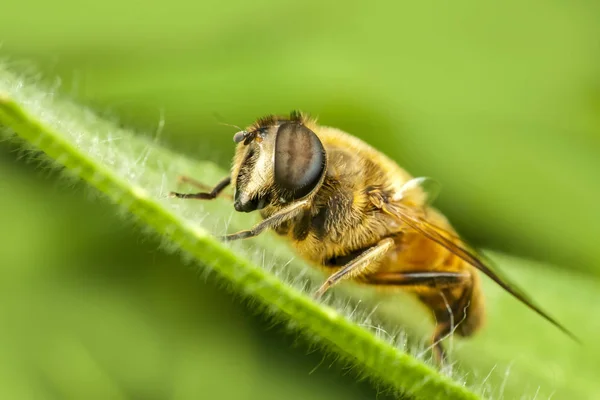 Bienenmakro in grüner Natur — Stockfoto