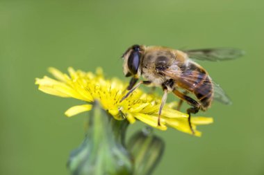 Yeşil doğada arı makro