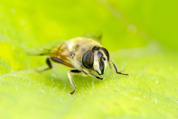 Abelha macro em natureza verde — Fotografia de Stock