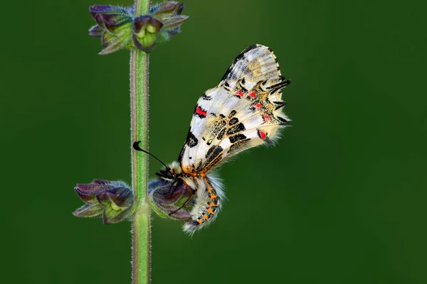 Butterfly's community   - Stock Image — Stock Photo, Image