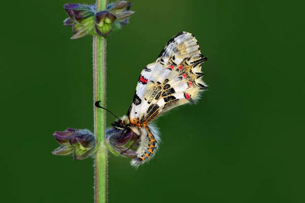 Sommerfuglens fællesskab - Stock Image - Stock-foto