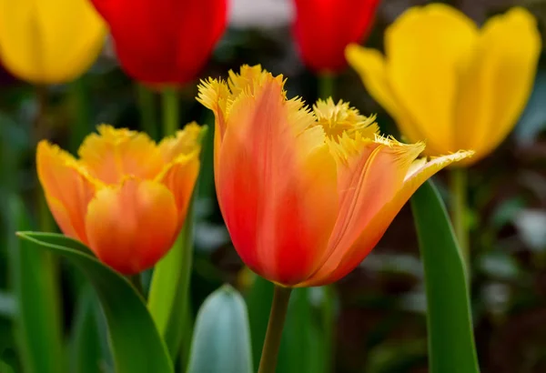 Flor de tulipa - estoque Imagem — Fotografia de Stock