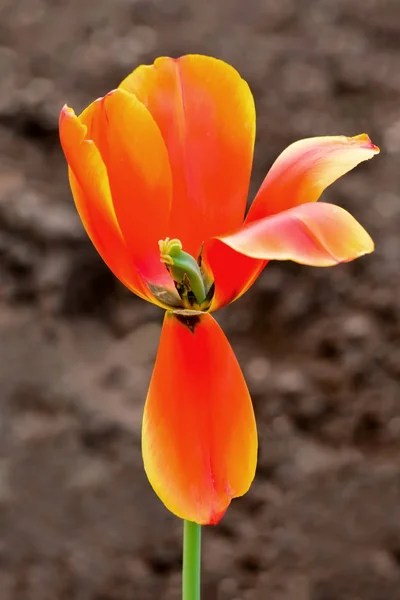 Flor de tulipa - estoque Imagem — Fotografia de Stock