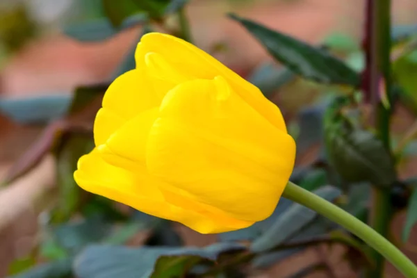 Flor de tulipa - estoque Imagem — Fotografia de Stock