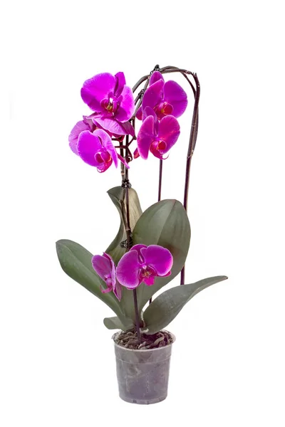 Beyaz arkaplanda izole edilmiş orkide çiçeği
