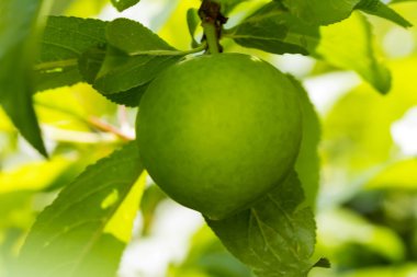 Ağaçtaki yeşil erikler      