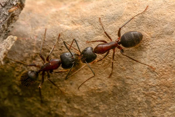 Kırmızı karınca yakın çekim güçlü çeneleri