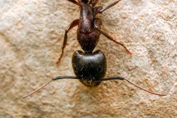 Ισχυρή σαγόνια του close-up κόκκινο μυρμήγκι — Φωτογραφία Αρχείου