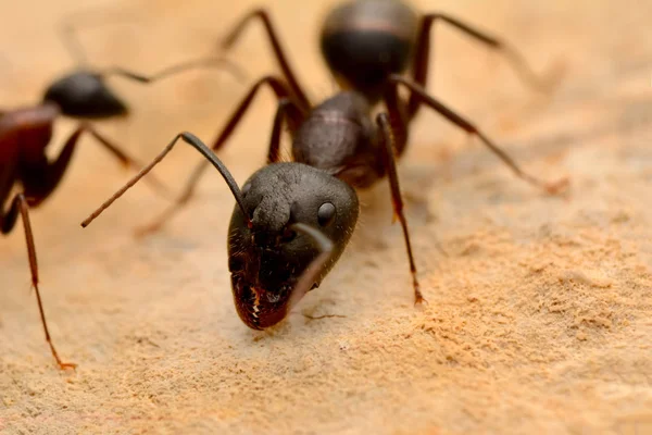 Kırmızı karınca yakın çekim güçlü çeneleri — Stok fotoğraf