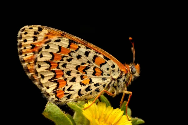 Vlinder - Stock beeld — Stockfoto