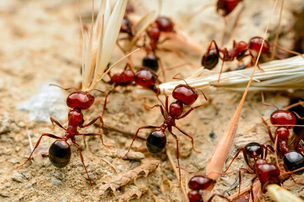 Kırmızı karınca yakın çekim güçlü çeneleri