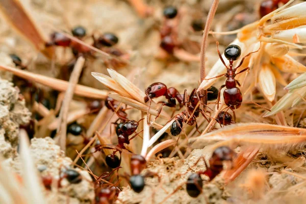 Mandíbulas fortes de formiga vermelha close-up — Fotografia de Stock