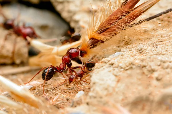 붉은 개미 클로즈업의 강한 턱 — 스톡 사진