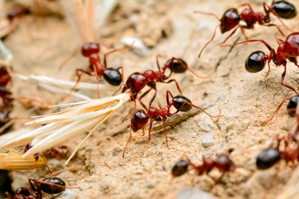 Rahang kuat semut merah close-up — Stok Foto