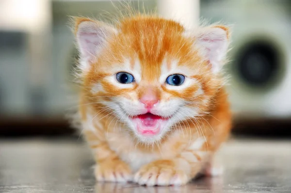 Cute young cat — Stock Photo, Image