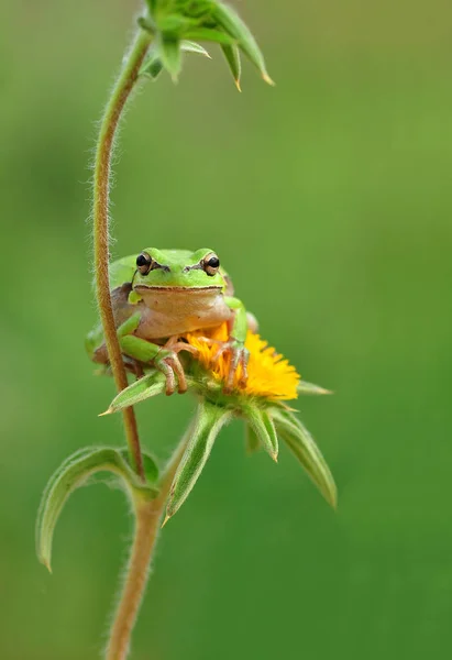 Nära håll lövgroda — Stockfoto