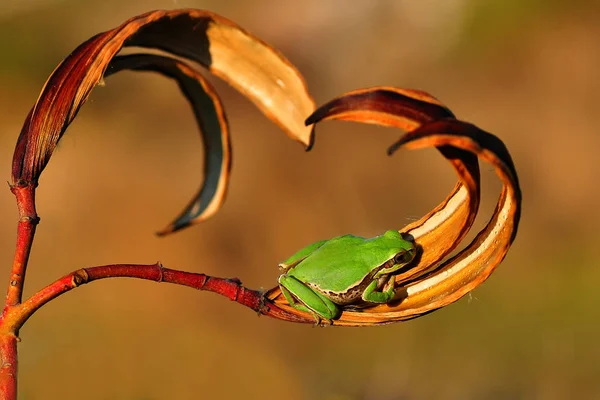 Fermer grenouille — Photo