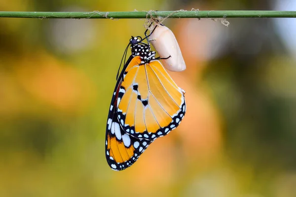 Momento Incrível Monarch Butterfly Pupa Casulos São Suspensos Transformação Conceito — Fotografia de Stock