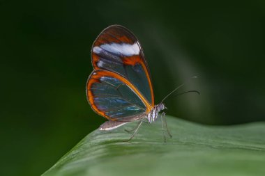 Yaz bahçesinde güzel bir kelebek