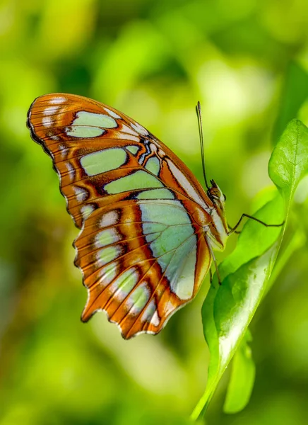 夏の庭で美しい蝶を閉じます — ストック写真