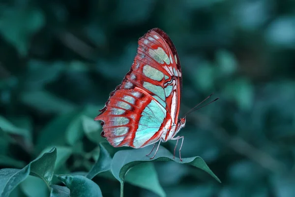 Zbliżenie Piękny Motyl Letnim Ogrodzie — Zdjęcie stockowe