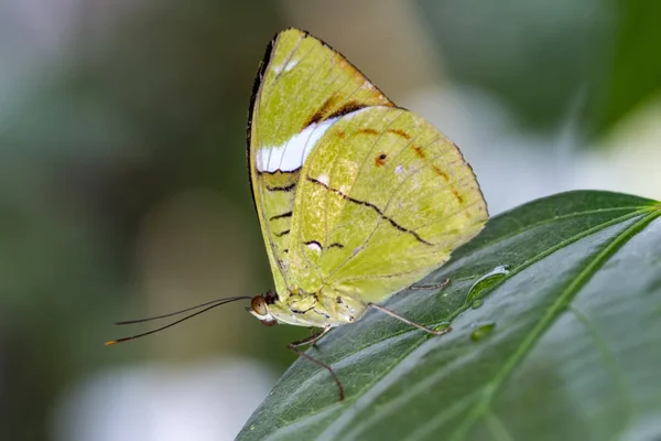 Gros Plan Beau Papillon Dans Jardin Été — Photo