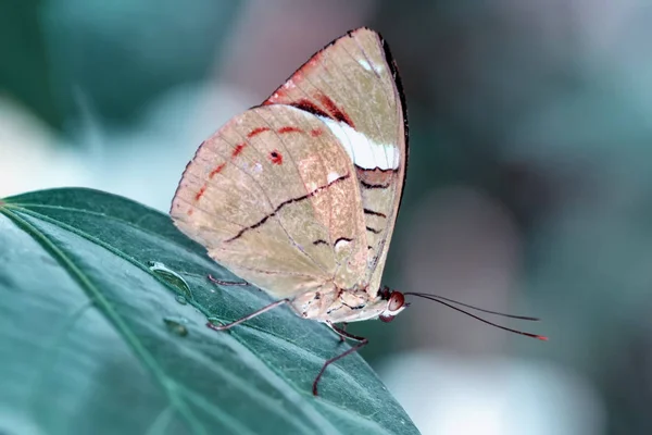 Closeup Krásný Motýl Letní Zahradě — Stock fotografie