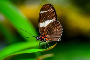 Yaz bahçesinde güzel bir kelebek