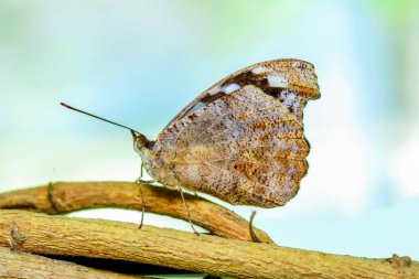Yaz bahçesinde güzel bir kelebek