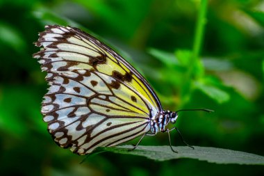 Yaz bahçesinde güzel bir kelebek
