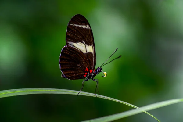 Primer Plano Hermosa Mariposa Jardín Verano — Foto de Stock