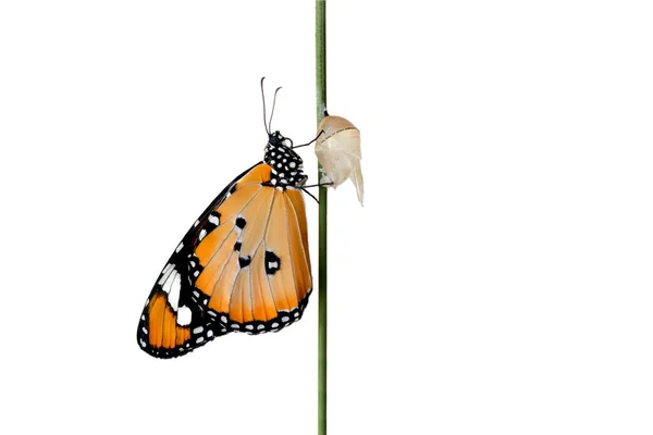Удивительный Момент Бабочка Монарха Выходящая Своего Куколки — стоковое фото
