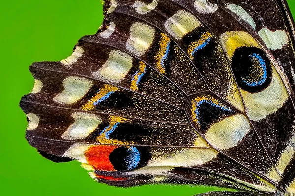 Macro Papillon Aile Arrière Plan Danaus Chrysippus — Photo