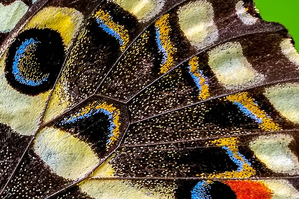 Φτερά Πεταλούδας Macro Φόντο Danaus Chrysippus — Φωτογραφία Αρχείου