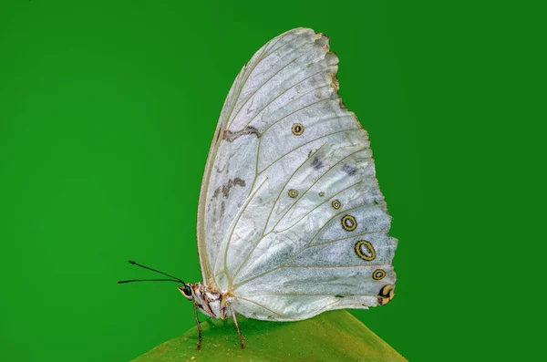 Closeup Beautiful Butterfly Summer Garden — Stock Photo, Image