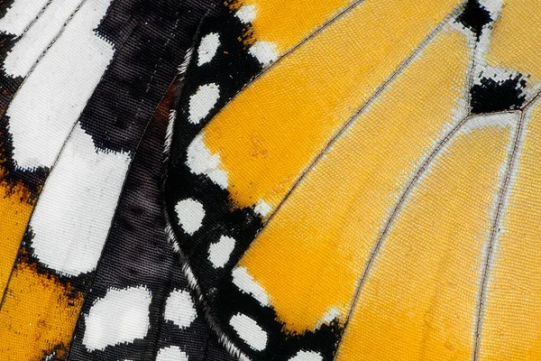 Makro Motýl Křídlo Pozadí Danaus Chrysippus — Stock fotografie