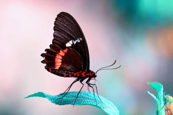 Nahaufnahme Schöner Schmetterling Einem Sommergarten — Stockfoto