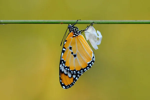 Verbazingwekkend Moment Monarch Vlinder Opkomend Uit Zijn Chrysalis — Stockfoto