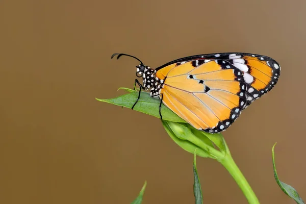 Nahaufnahme Schöner Schmetterling Einem Sommergarten — Stockfoto