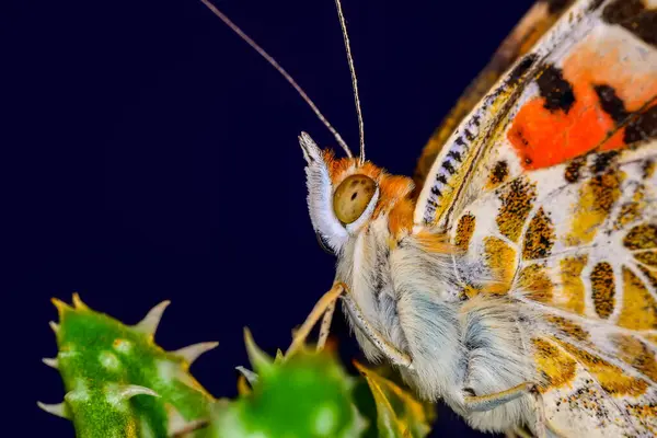 Zbliżenie Piękny Motyl Letnim Ogrodzie — Zdjęcie stockowe