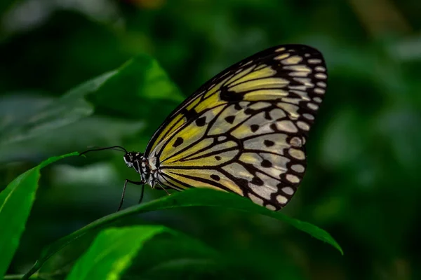 Крупним Планом Красивий Метелик Літньому Саду — стокове фото