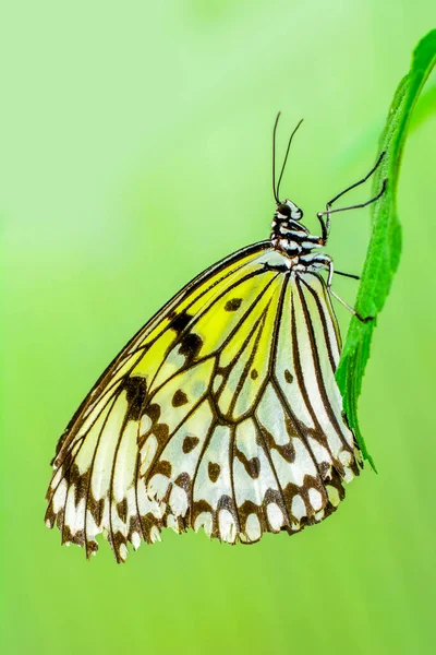 Yaz Bahçesinde Güzel Bir Kelebek — Stok fotoğraf